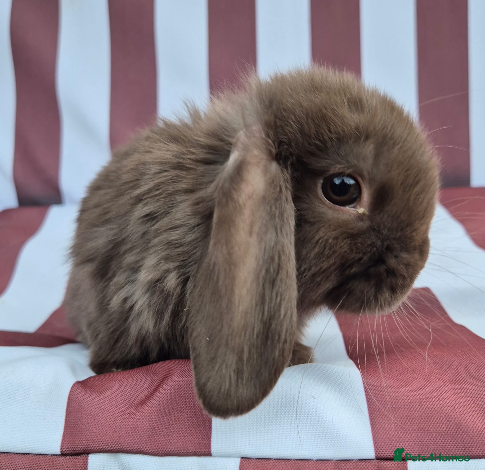 Mini Lop rabbits Mini lops does and bucks ready to leave Monday  - Advert 1