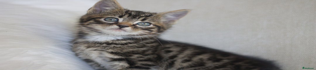 Mixed Breed Kitten 2
