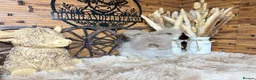 Angora rabbits for sale: PURE PEDIGREE|ENGLISH ANGORA - Advert 3