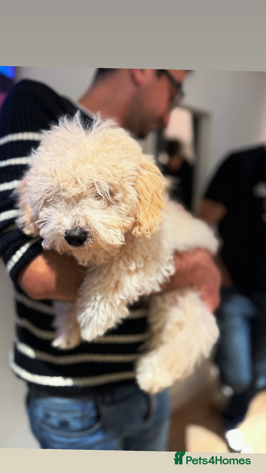 Maltipoo dogs for sale: Maltipoo puppy - Advert 9