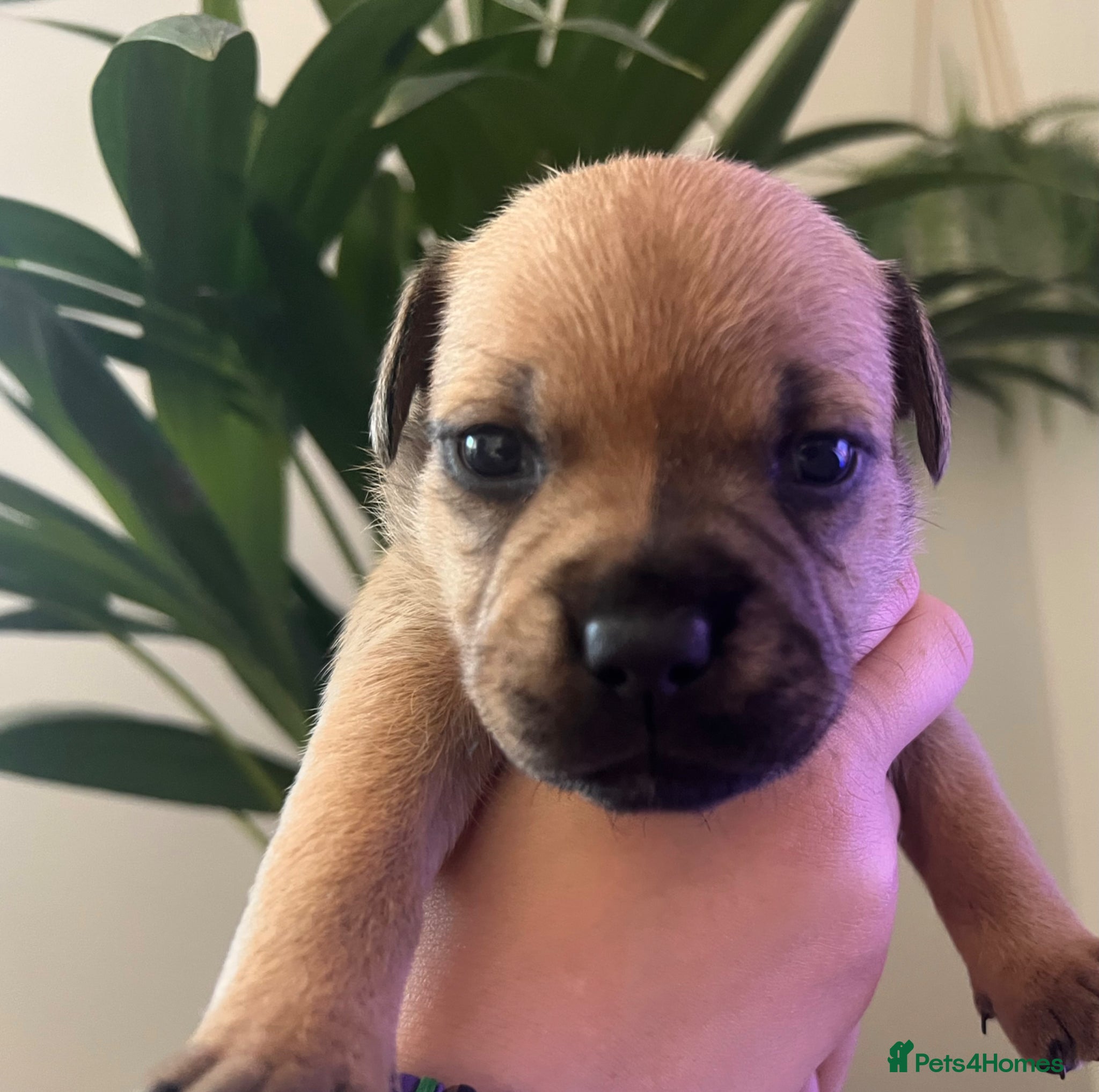 Staffordshire Bull Terrier dogs Red, red and white pied pups available 🐾 - Advert 2