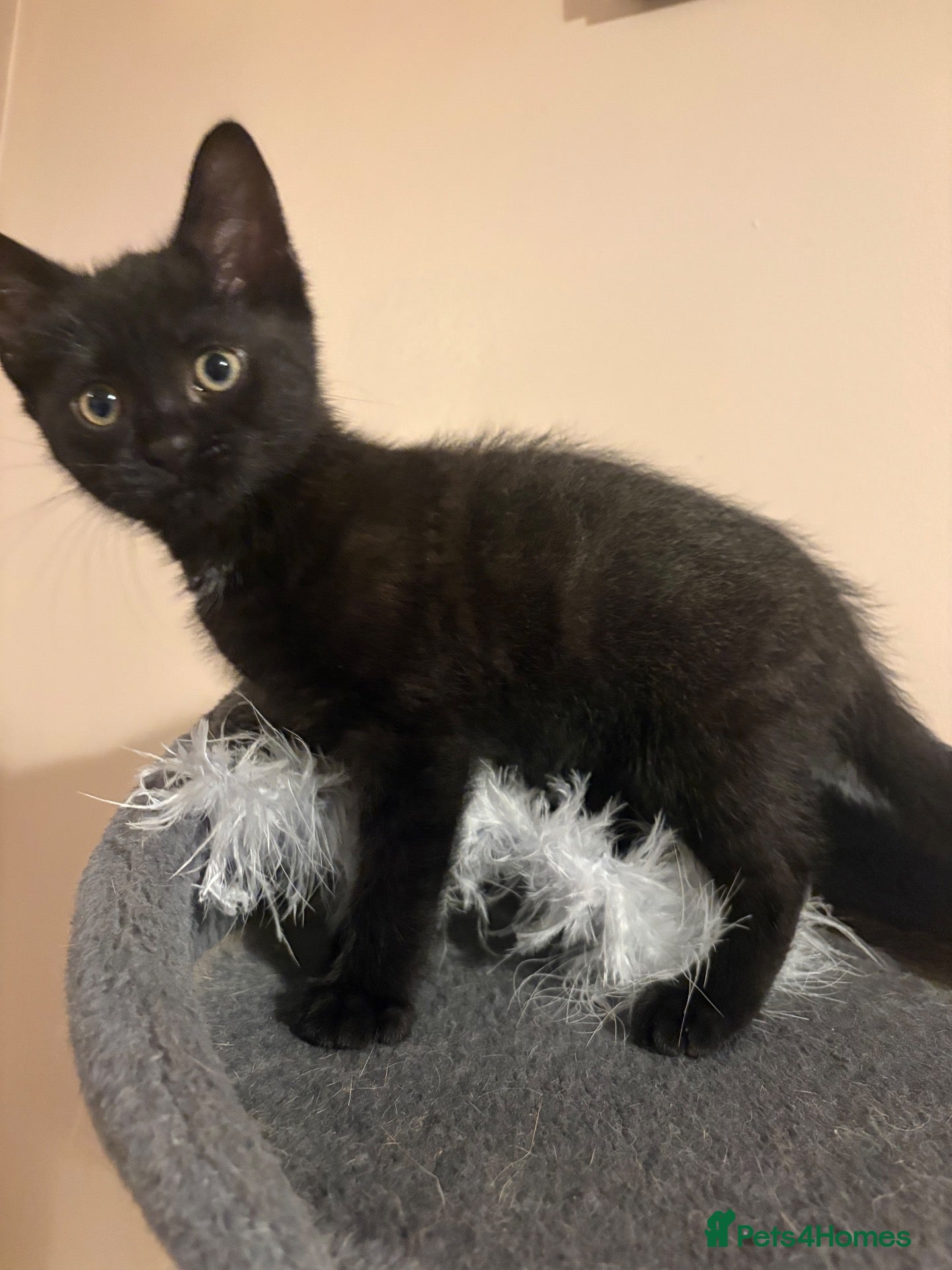 Mixed Breed cats Black female kitten  - Advert 1