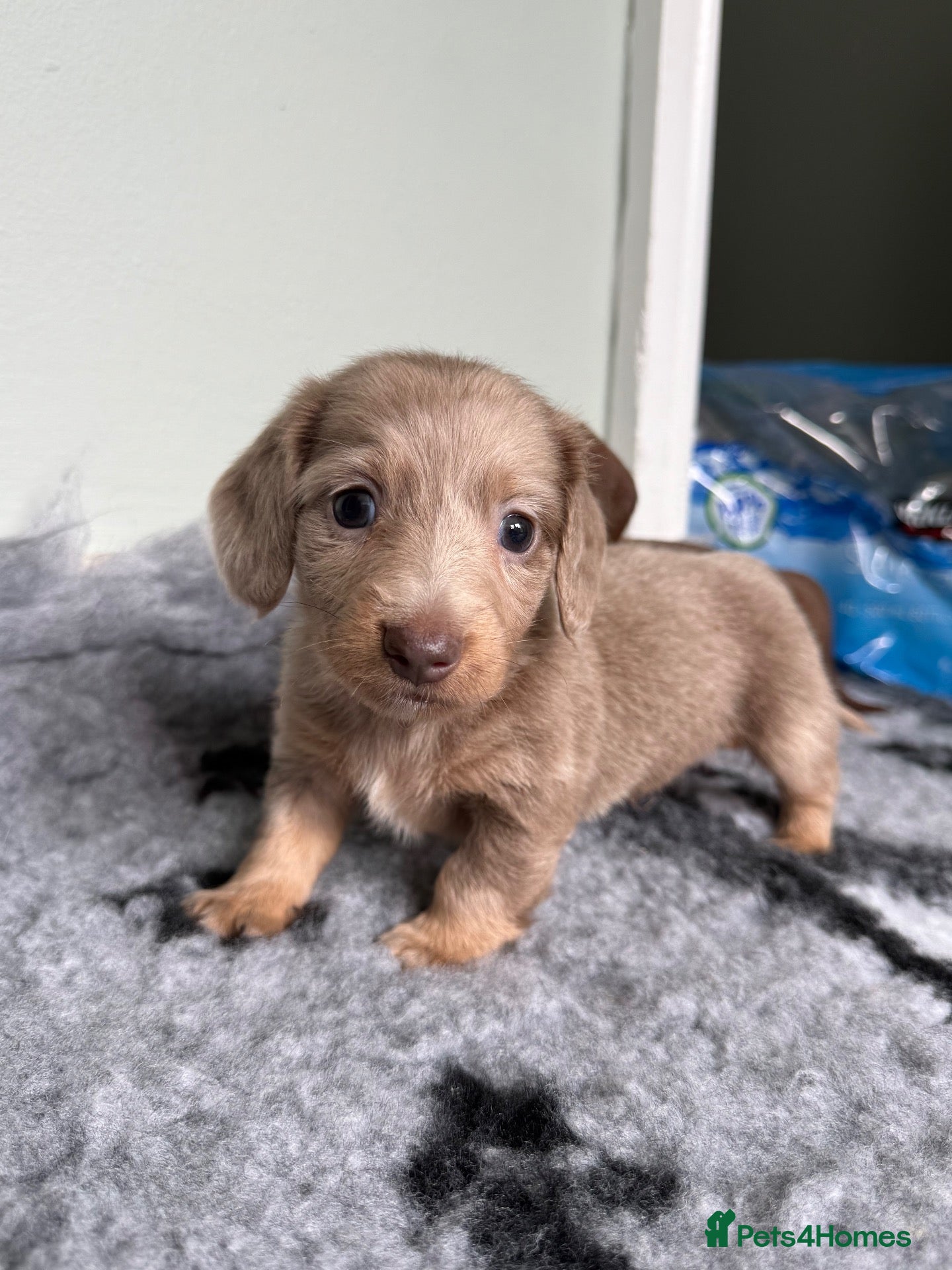 Miniature Dachshund dogs ❤️MINATURE DACHSHUND PUPPIES❤️ - Advert 2