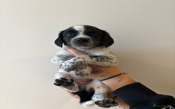 Mixed Breed dogs for sale: Sprollie puppies for sale  - Image 6
