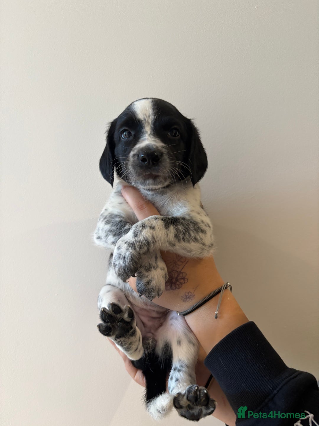 Mixed Breed dogs for sale: Sprollie puppies for sale  - Image 6
