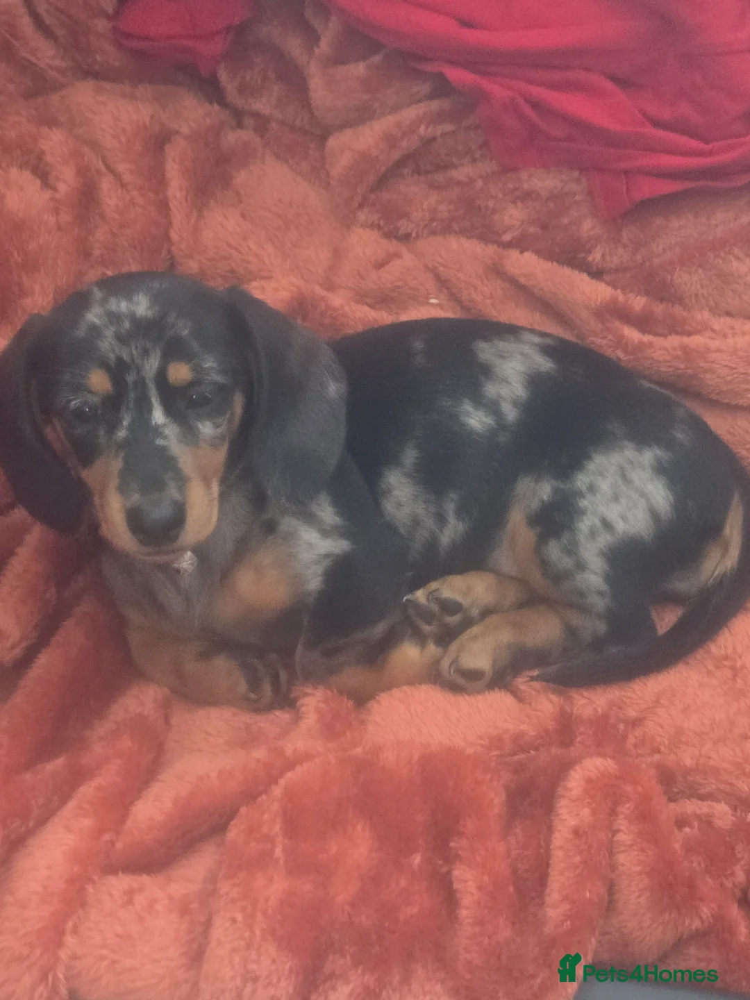 Dachshund dogs for sale: Dashaund puppies - Advert 2