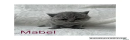 British Shorthair cats for sale: Stunning Blue British Shorthair Kittens  - Advert 16