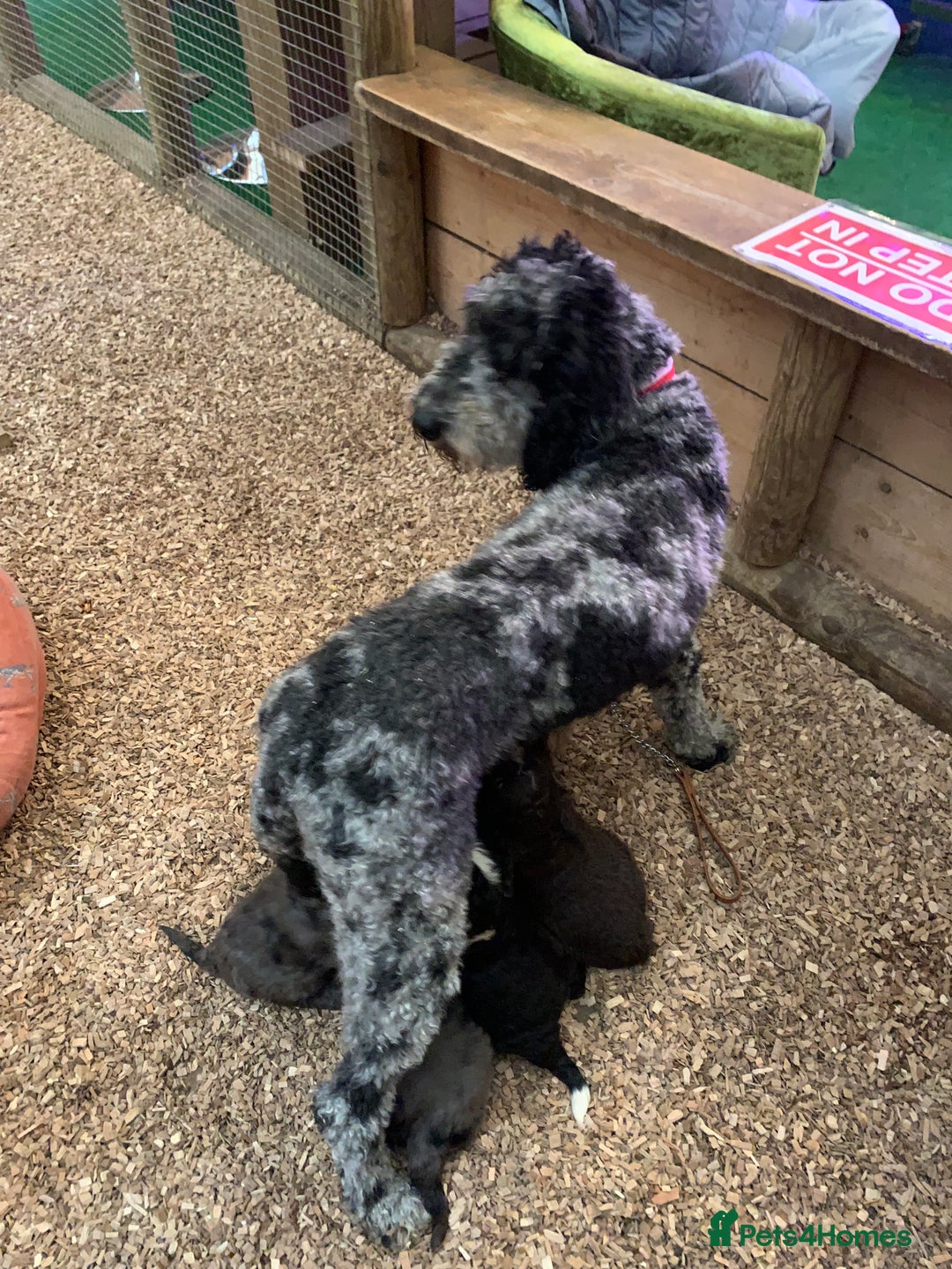 Bernedoodle dogs for sale: Blue Merle/Tri/Blue White Standard Bernedoodle. - Image 6