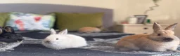 Netherland Dwarf rabbits for sale: Pure Netherland dwarf bunnies  in London - Advert 4