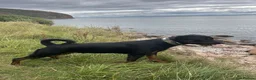 Rottweiler dogs for sale: 2 Year Rottweiler Male Needing Rehomed - Advert 5