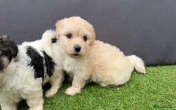 Morkie dogs for sale: Beautiful Maltese x Yorkie puppies  - Image 4
