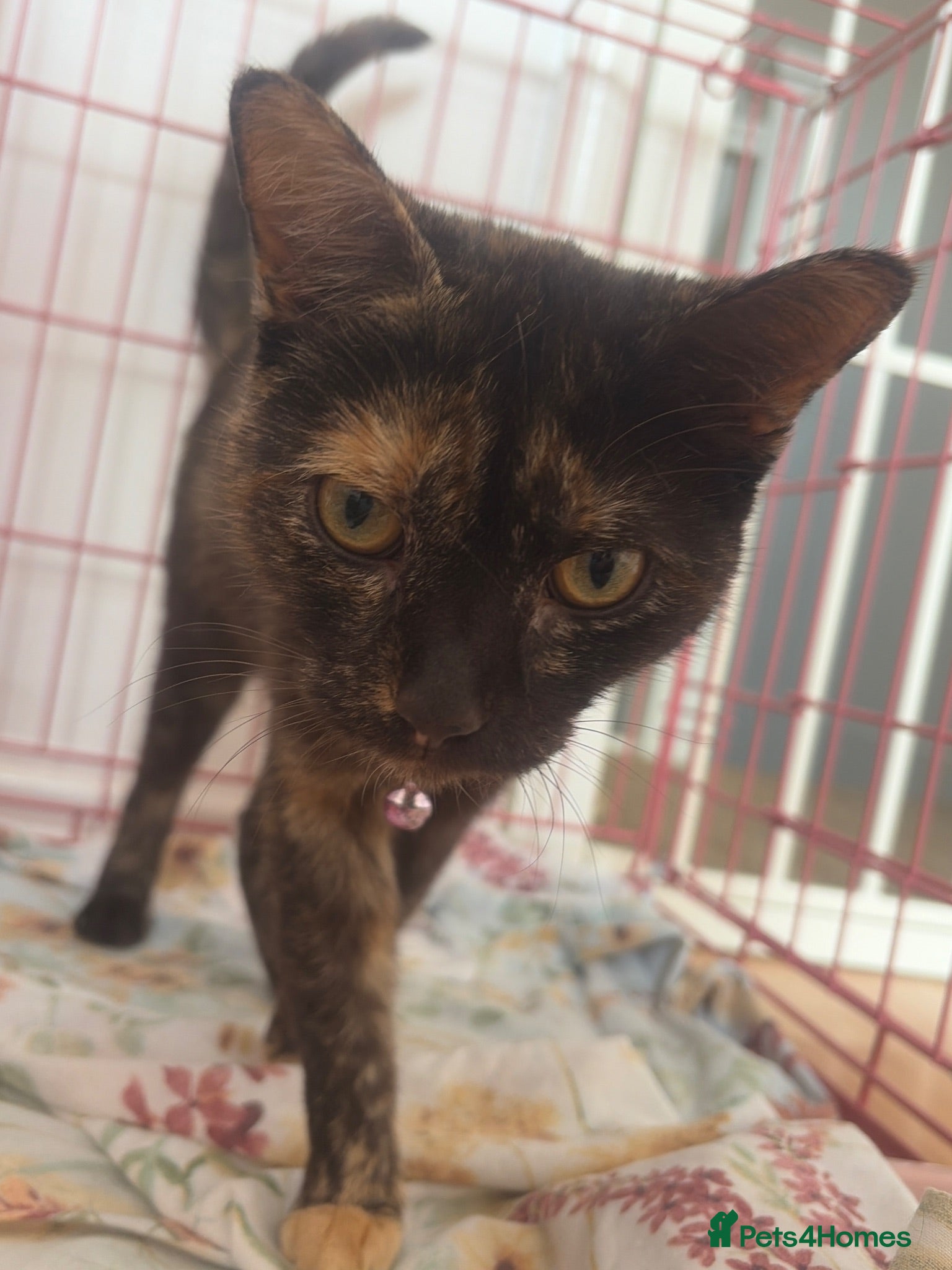 Mixed Breed cats 4yr old cat for sale - Advert 12