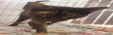 Mixed Breed 1