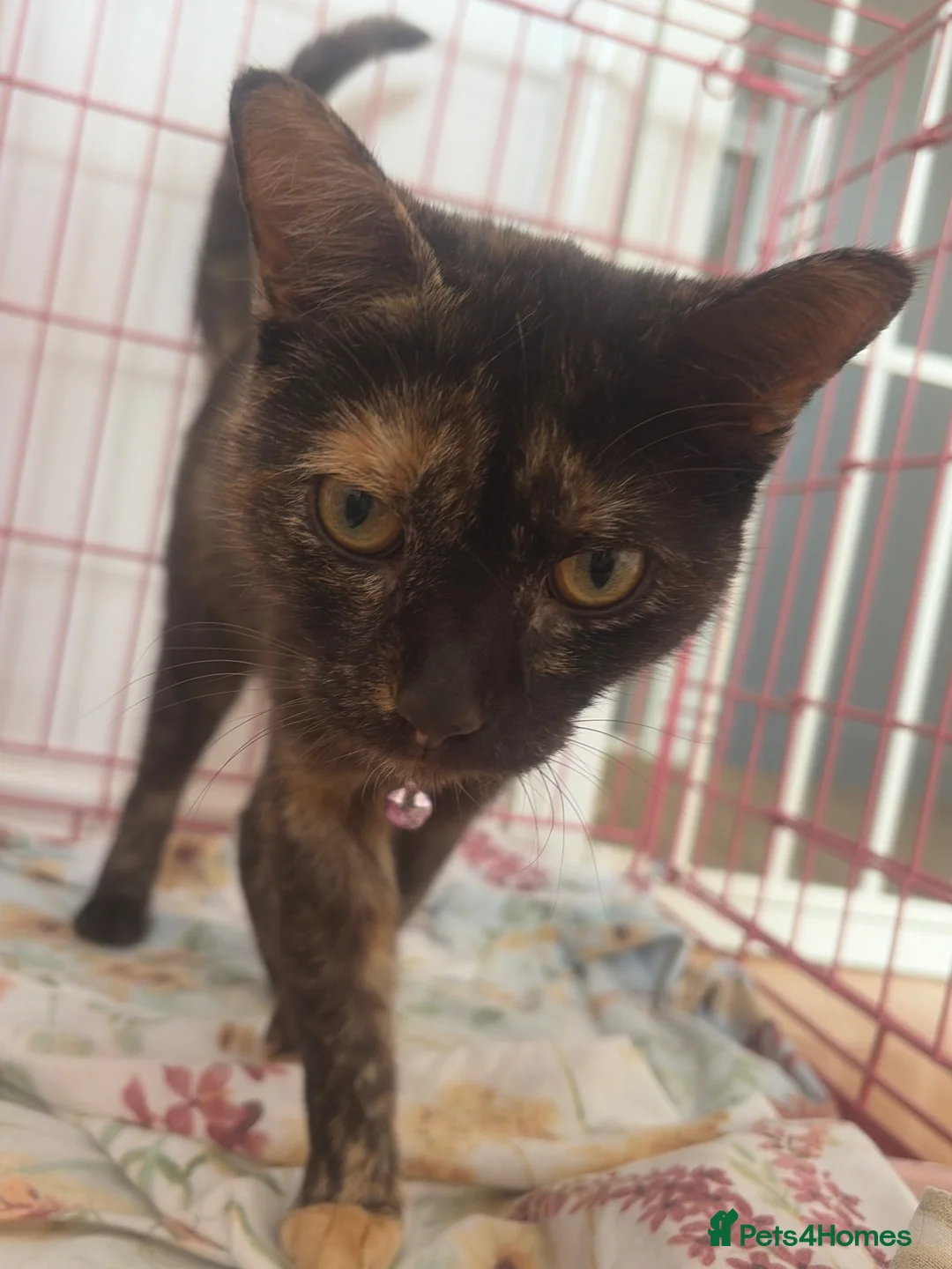 Mixed Breed cats for sale: 4yr old cat for sale - Advert 1