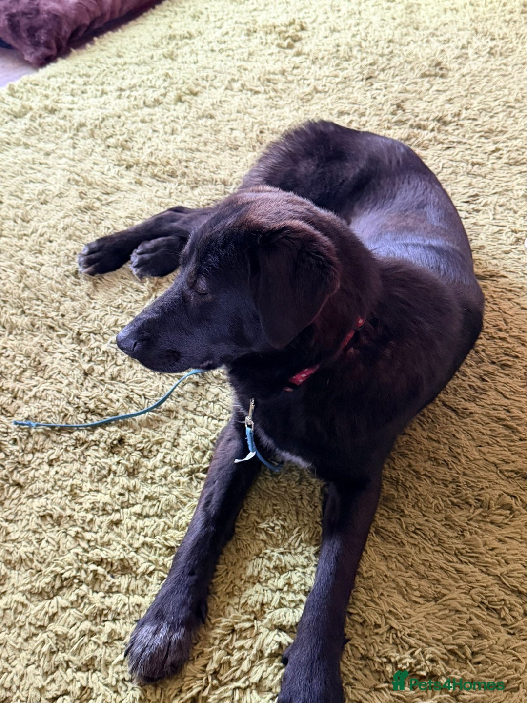 Mixed Breed dogs for adoption: 🌸 MABEL - Quiet, Sweet, a Beautiful Soul - Advert 10