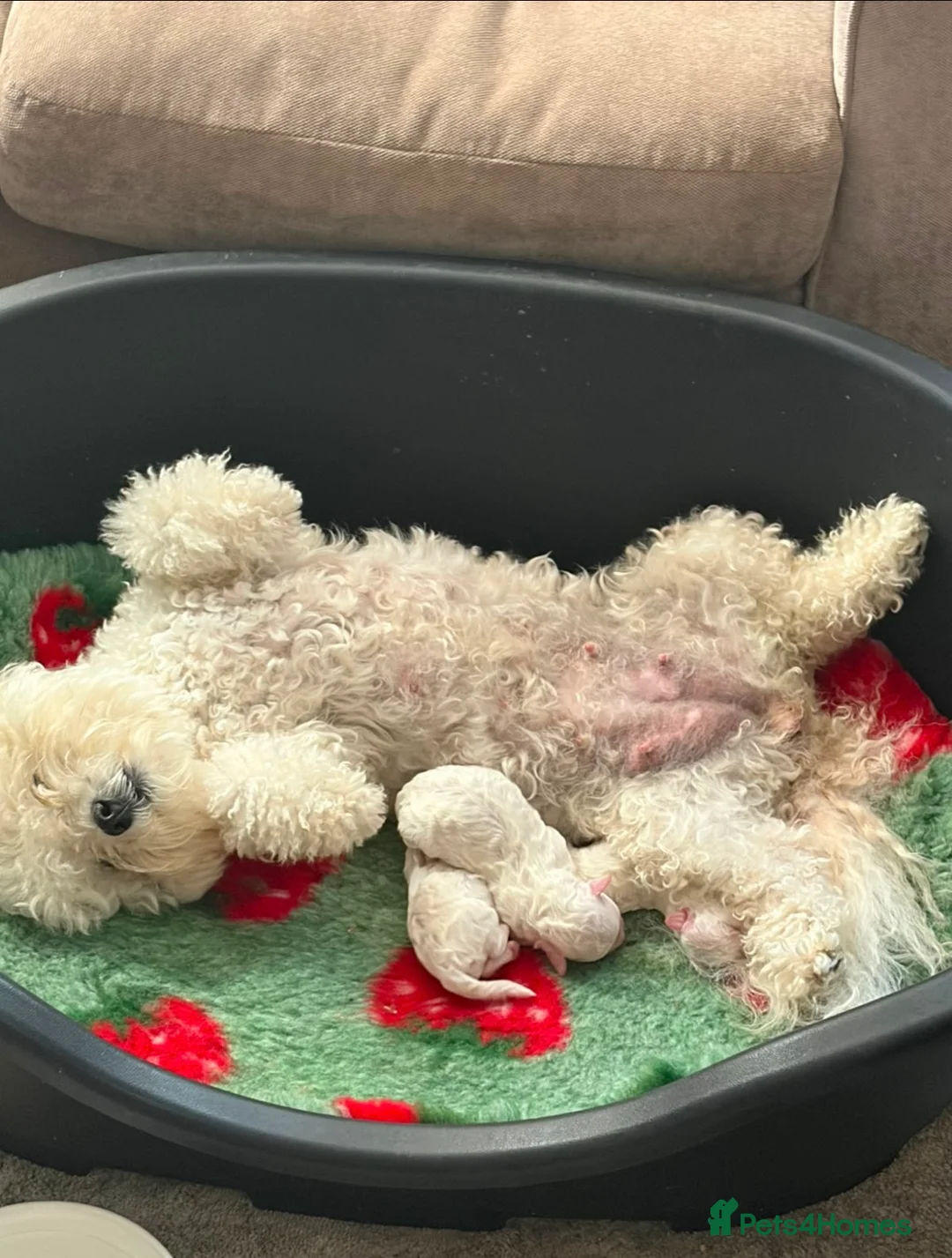 Bichon Frise dogs for sale: Champion Pedigree Bichon Frise Puppies in Maldon - Advert 2