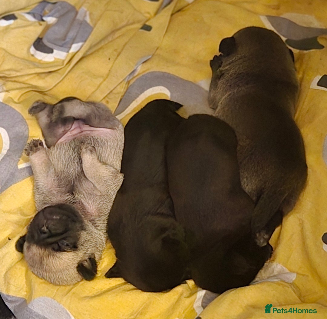 Pug dogs for sale: Chunky pug pups - Image 6