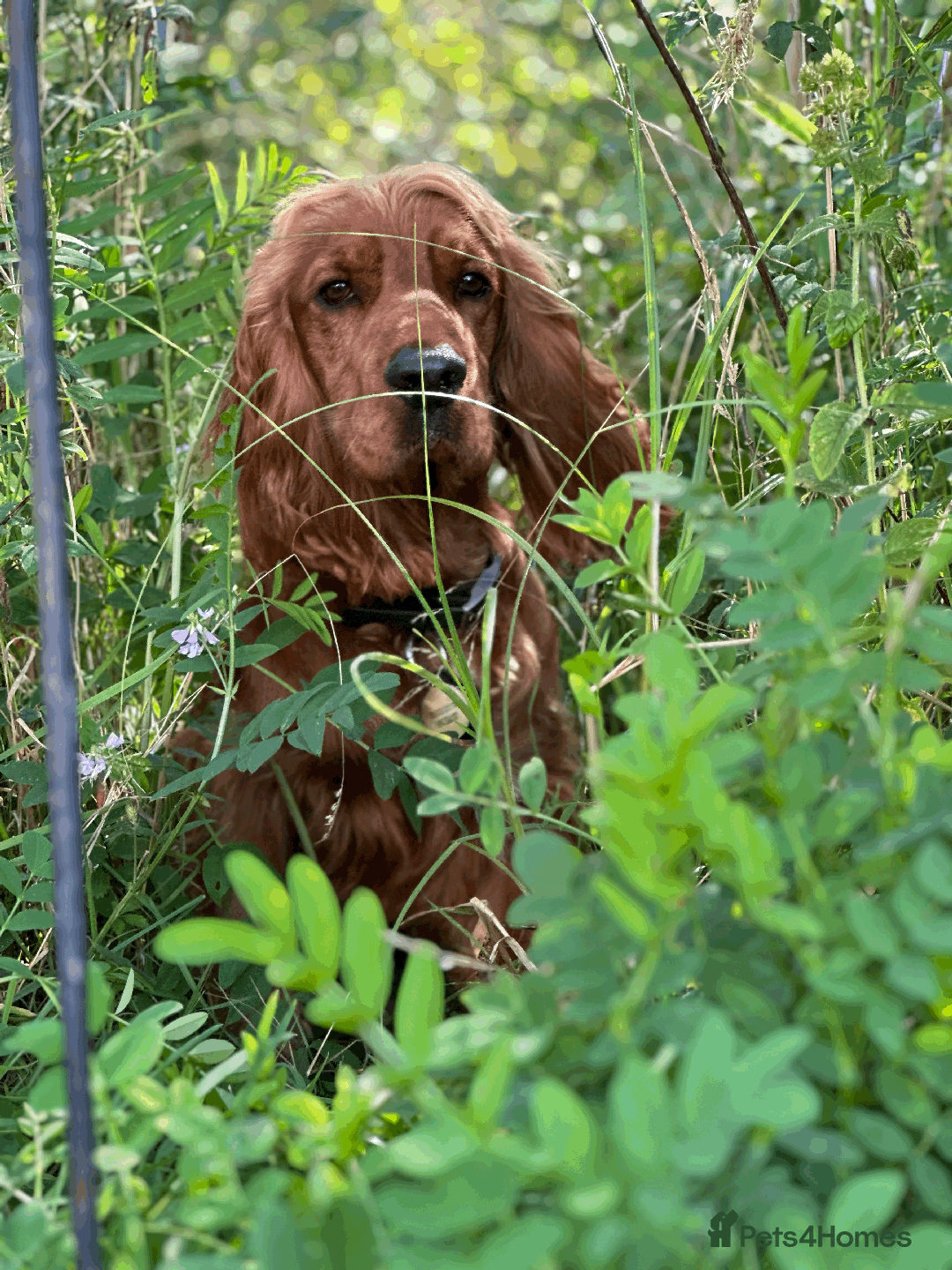 Cocker Spaniel dogs for sale: Active Show Cocker Spaniel Seeking Loving Home - Image 2