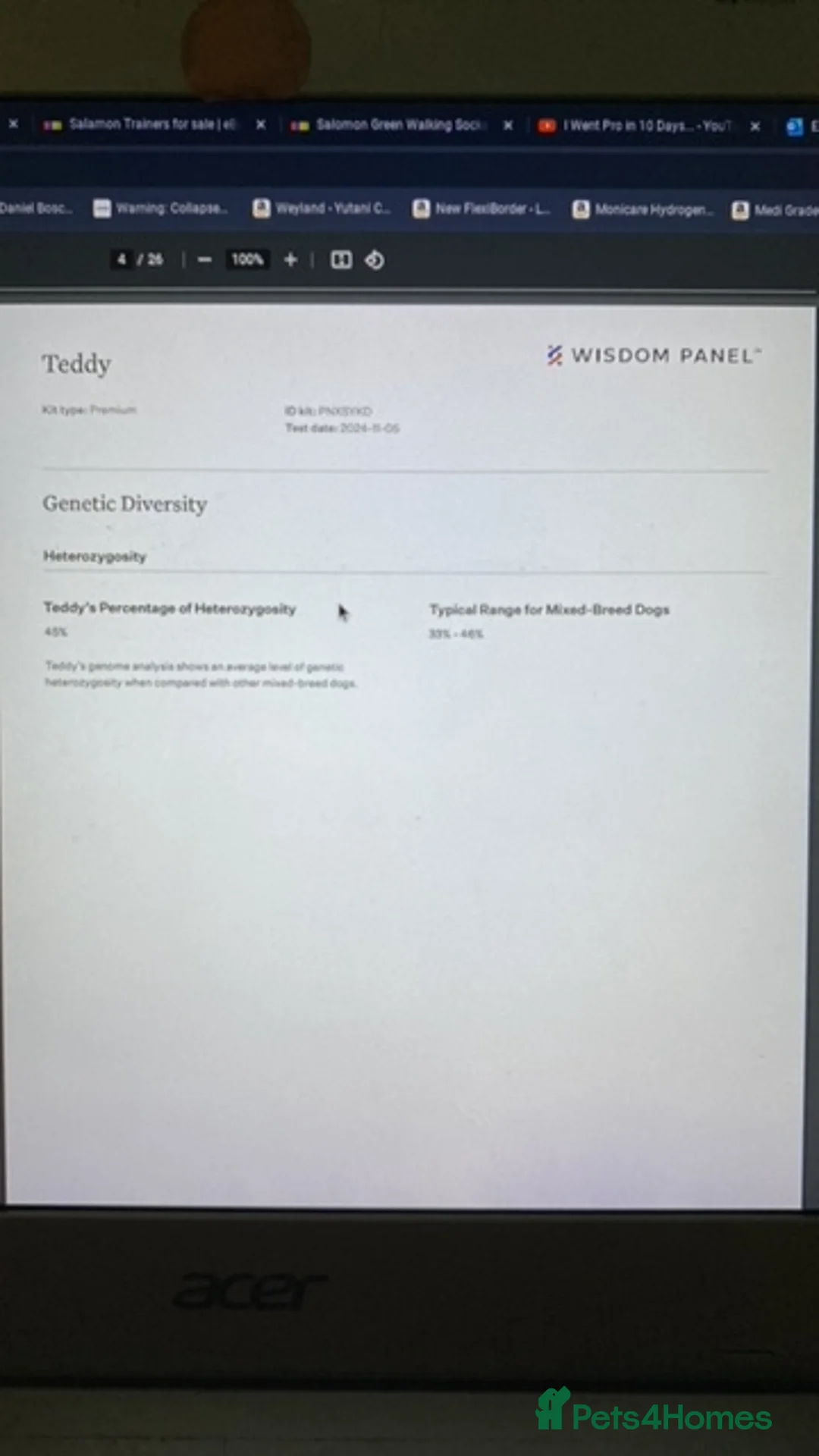 Cockapoo dogs for stud: DNA tested F1 Cockapoo stud  in London - Advert 13