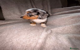 Miniature Dachshund dogs for sale: 5 beautiful miniature dachshunds for sale - Image 11