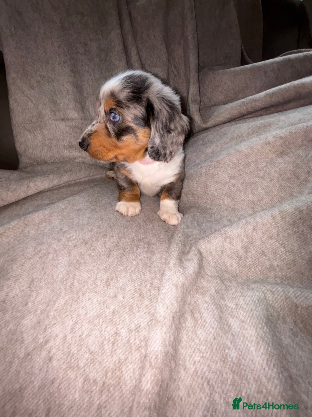 Miniature Dachshund dogs for sale: 5 beautiful miniature dachshunds for sale - Image 11