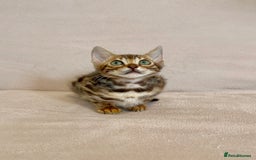 Bengal cats for sale: 🐾 Purebred BENGAL kittens🐾 - Image 7