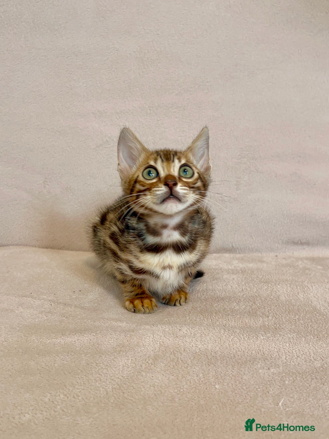 Bengal cats for sale: 🐾 Purebred BENGAL kittens🐾 - Image 7