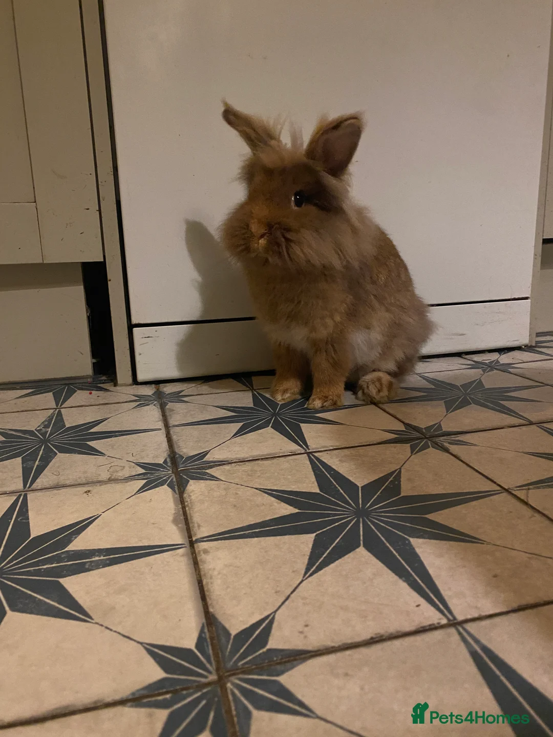 Mini Lion Lop rabbits for sale: Mini lionhead and teddy bear lop cross  - Advert 6