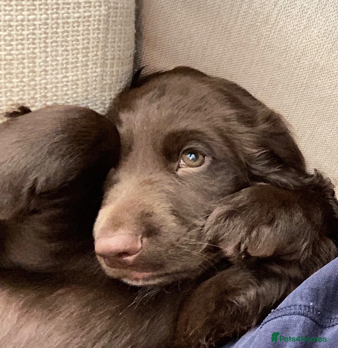Cocker Spaniel dogs for stud: Big Boy - Great personality Cocker Spainal  - Advert 2