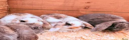 Mini Lop rabbits for sale: Mini lop babies - Advert 2
