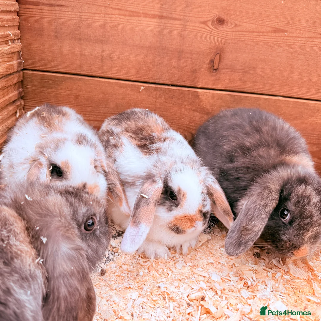 Mini Lop rabbits for sale: Mini lop babies - Advert 2