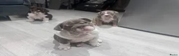 English Bulldog dogs for sale: 4 stunning unique KC registered coloured pups - Advert 9
