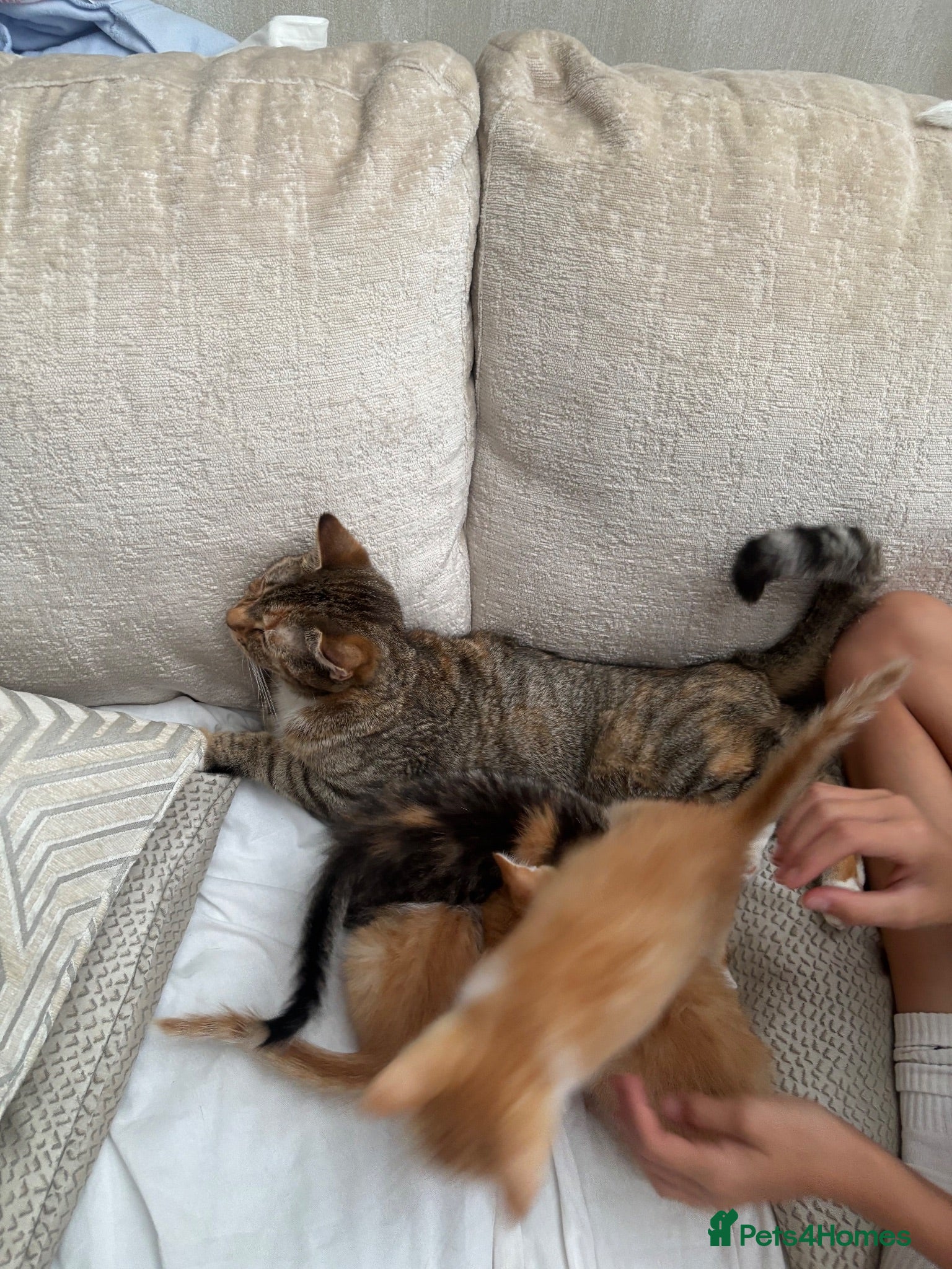 Mixed Breed cats Beautiful kittens  - Advert 1