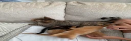 Mixed Breed cats for sale: Beautiful kittens  - Advert 1