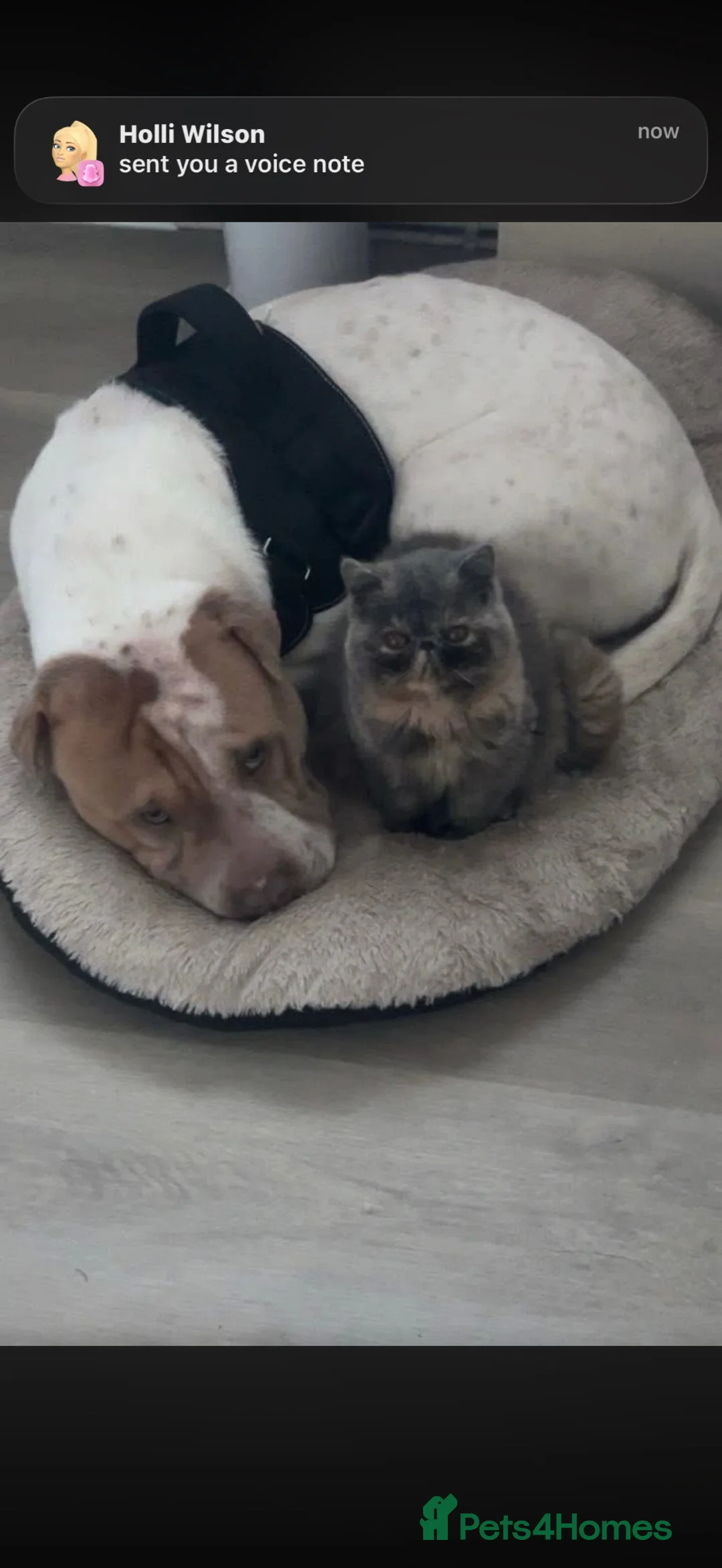 Mixed Breed dogs for sale: REHOMING in Exeter - Advert 2