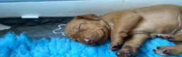 Hungarian Vizsla dogs for sale: Dual purpose Hungarian wirehaired Vizsla puppies - Advert 17