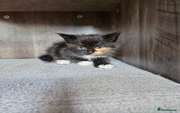 Mixed Breed cats for sale: 4 beautiful kittens  - Image 12
