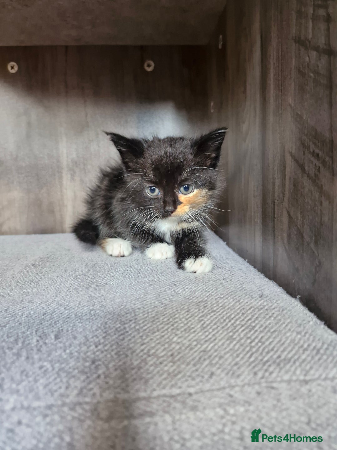Mixed Breed cats for sale: 4 beautiful kittens  - Image 12