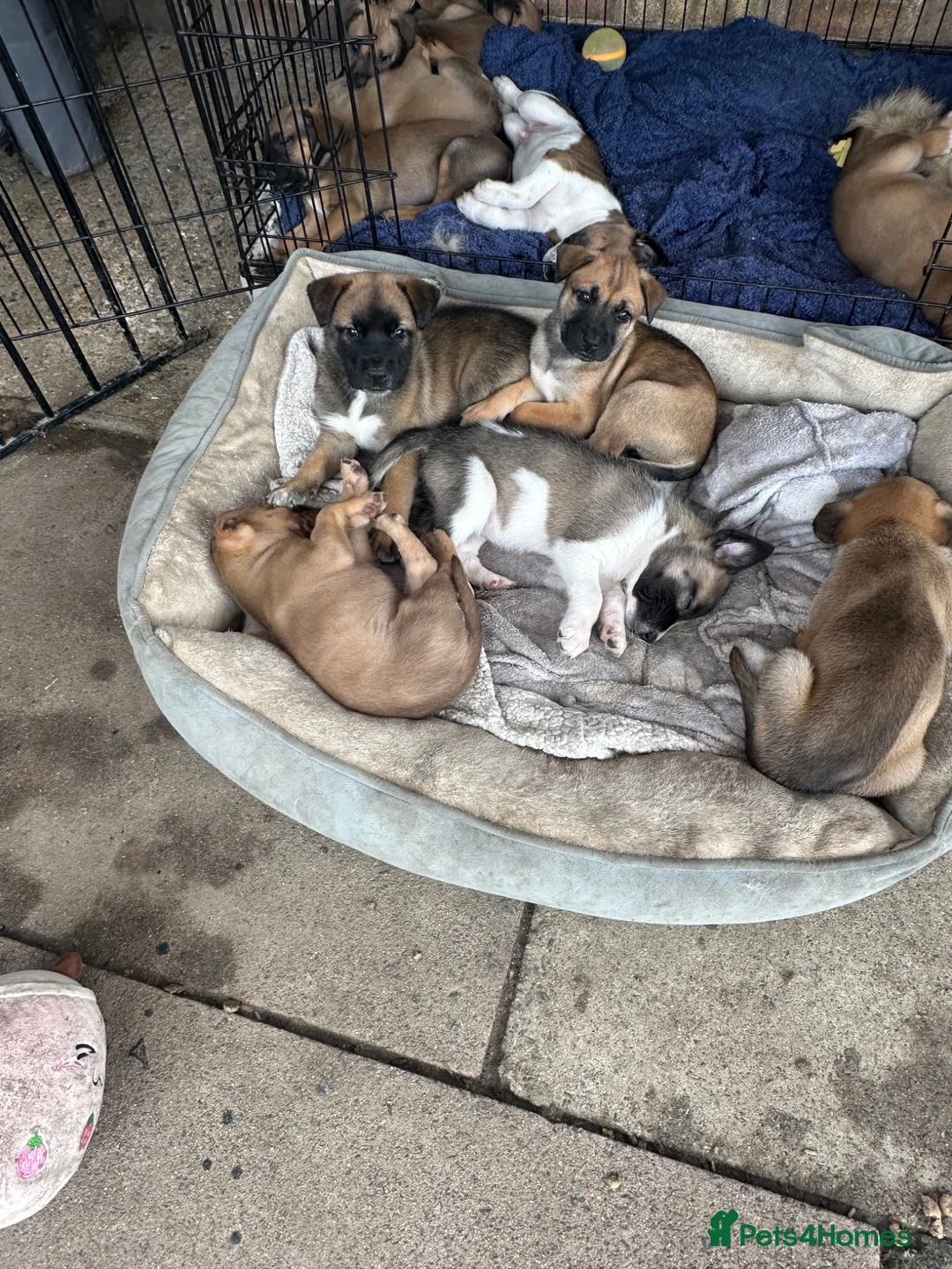 Mixed Breed dogs for sale: Puppy’s  - Advert 13