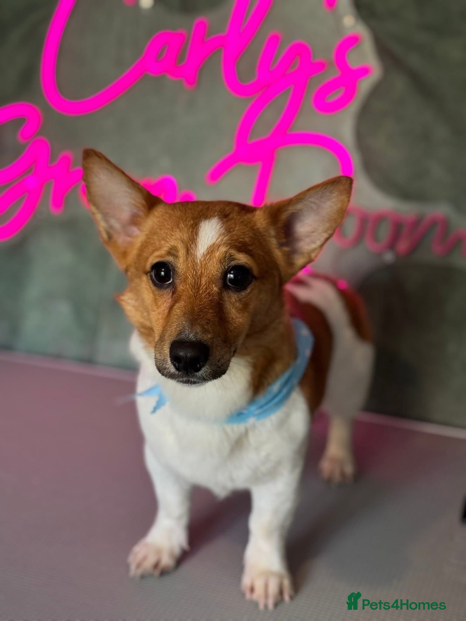 Jack Russell dogs Male, Jack Russell aged 13months - Advert 14