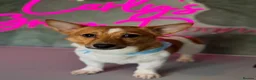 Jack Russell dogs for sale: Male, Jack Russell aged 13months - Advert 1