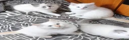Ragdoll cats for sale: Beautiful overly friendly ragdoll kittens. - Advert 9