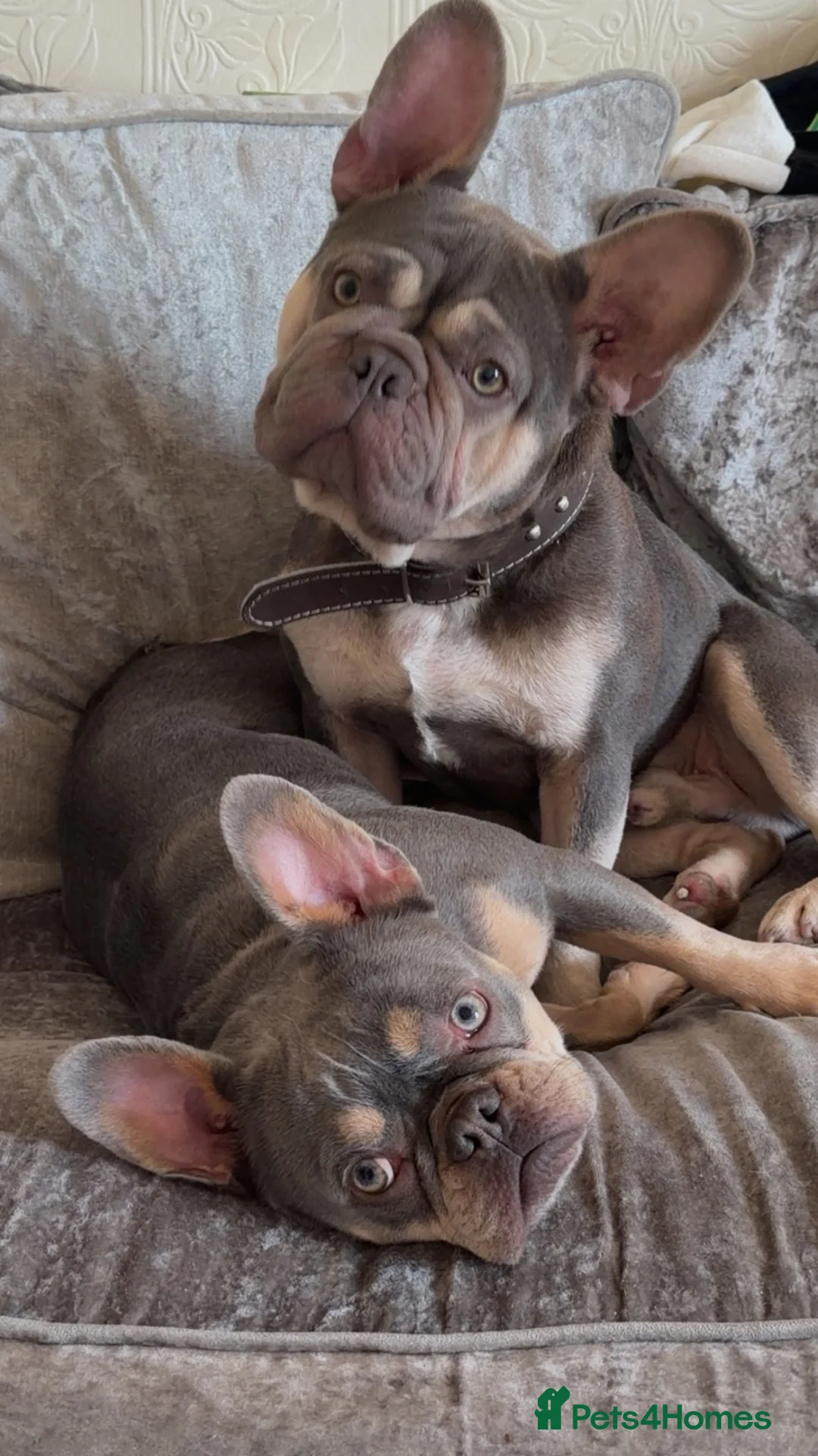 French Bulldog dogs for sale: Female French bulldog - Advert 5