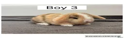 Mini Lop rabbits for sale: 3 beautiful baby mini lops ready to reserve  - Advert 4