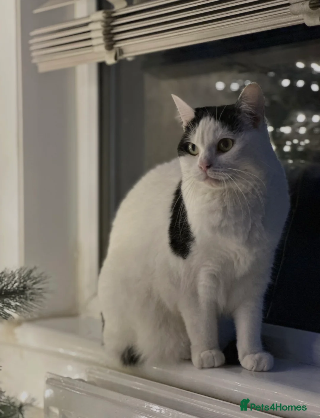 Mixed Breed cats for sale: ‘Bertie’ Indoor Female Cat for Sale - Advert 2