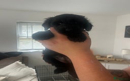 Cockapoo dogs for sale: F2 cockapoo puppies for sale. Ready in 2 weeks🩵🩷 - Image 3