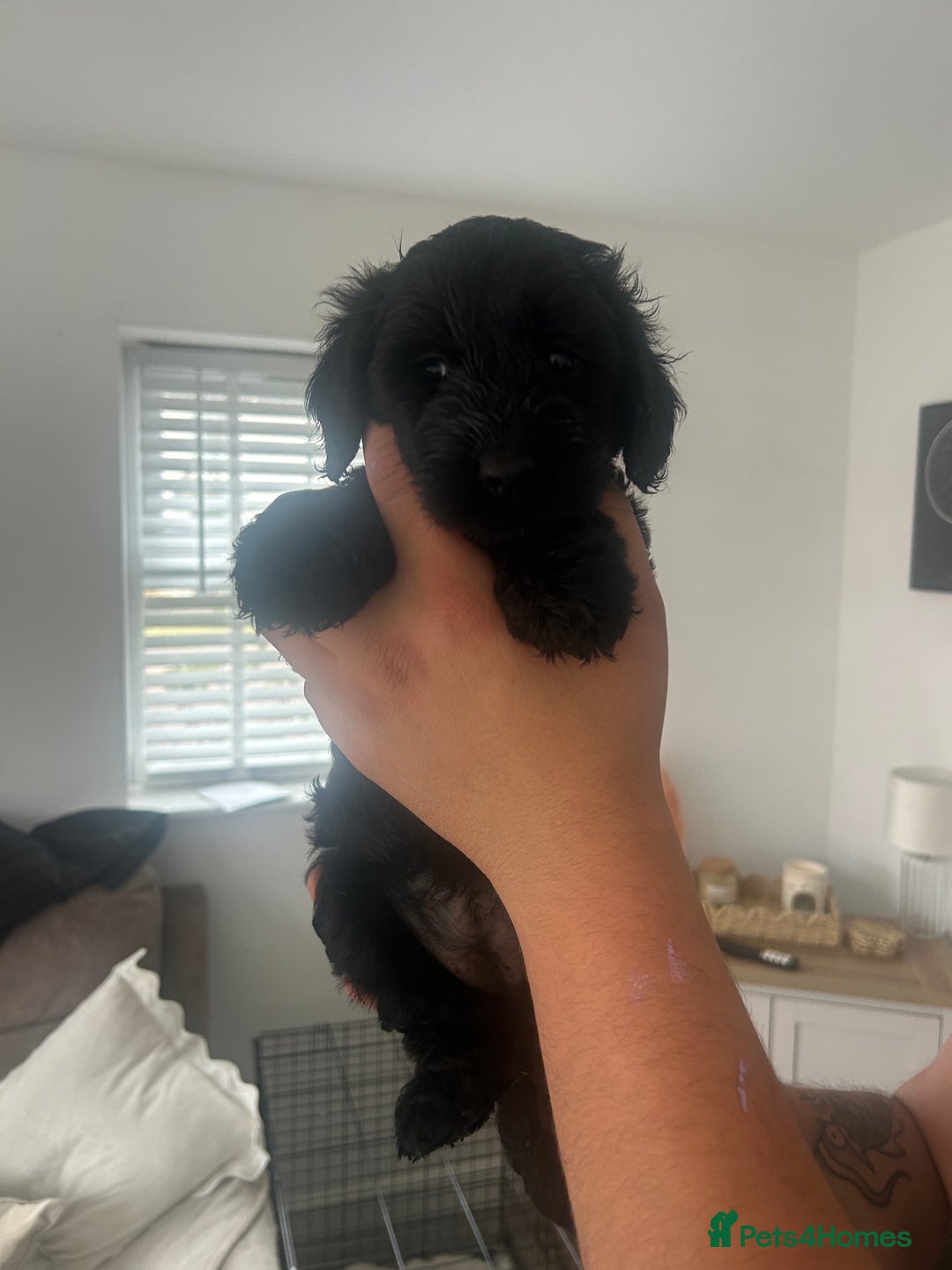 Cockapoo dogs for sale: F2 cockapoo puppies for sale. Ready in 2 weeks🩵🩷 - Image 3