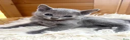 Russian Blue cats for sale: 🥇TOP Quality TICA Pedigree Russian Blue Kittens - Advert 5