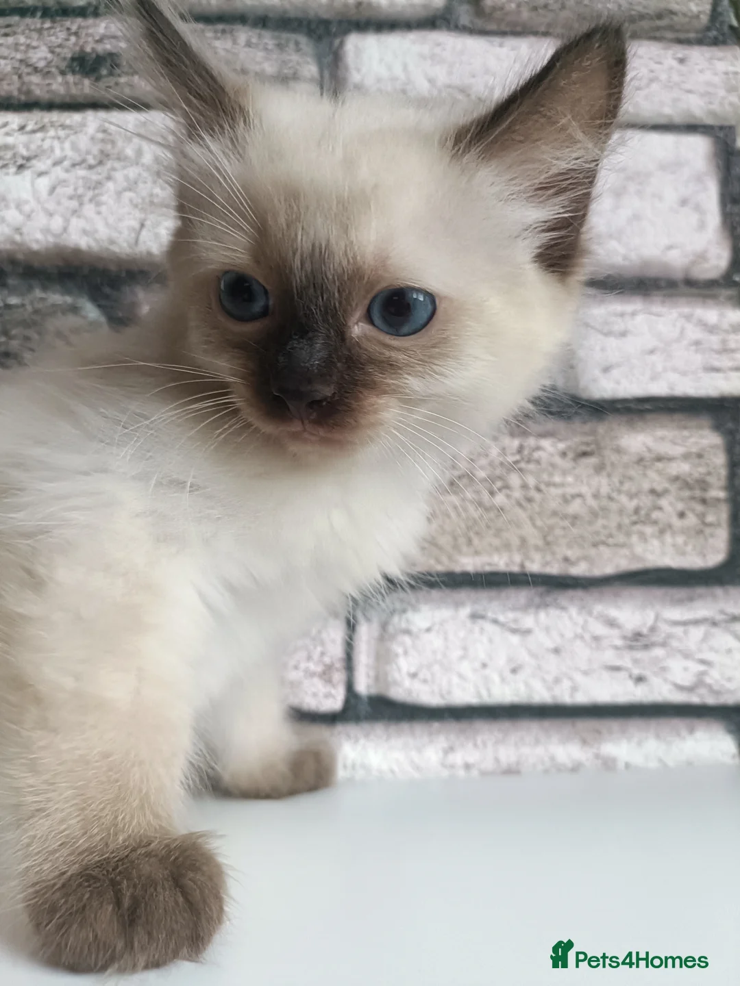 Ragdoll cats for sale: Pure ragdoll ready to leave 🐾 - Advert 24