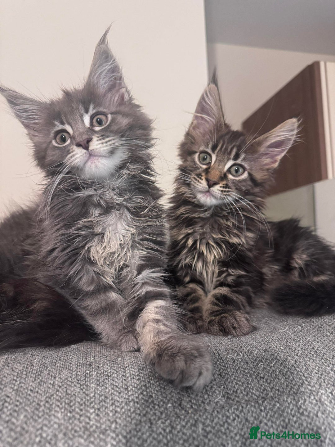 Maine Coon cats for sale: Gorgeous pedigree Maine coon girl kitten  - Advert 3